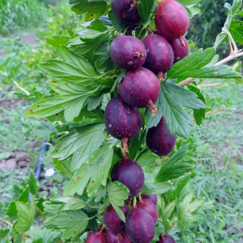 Аґрус «Чорна капля»