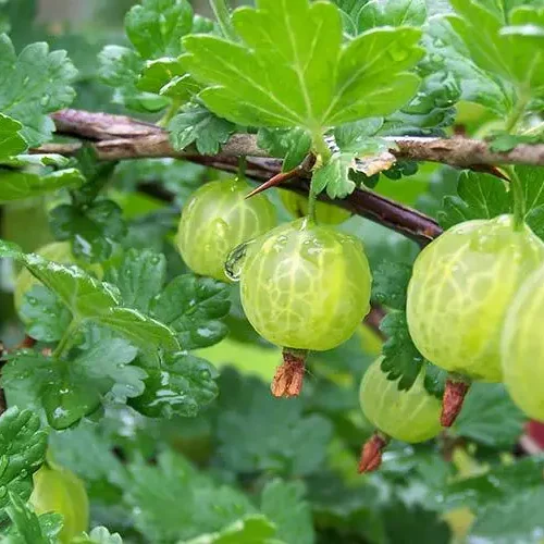 Аґрус (крижовнік) «Джерело»