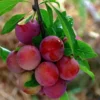 Алича червоном'ясна