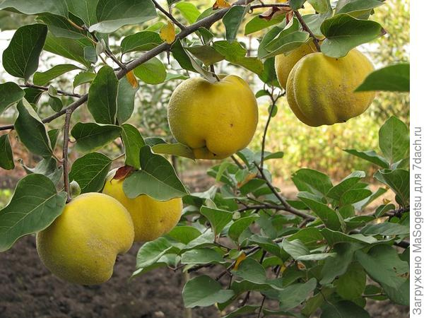 Айва «Золотиста» (яблукоподібна)
