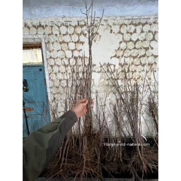 Гібіскус триколор