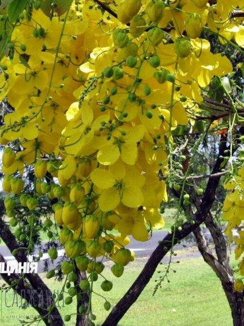 Гліцинія жовта «Промінчики сонця»