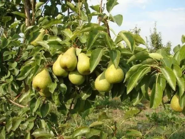 Груша «Рікс»