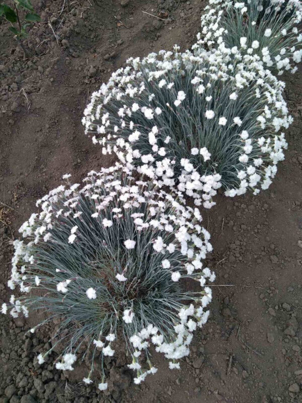 Гвоздика біла