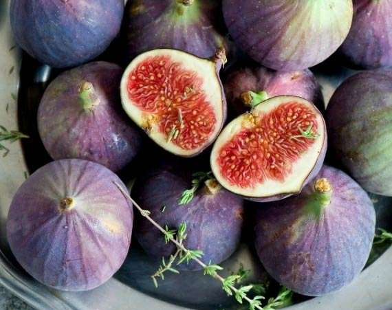 Інжир «Київський великоплідний» саджанці дворічні