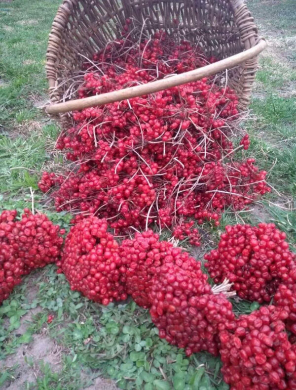 Калина кущова дворічна