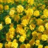 Керрія Японська жовта «Variegata»