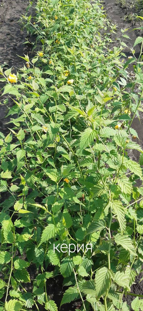 Керрія Японська жовта «Variegata»