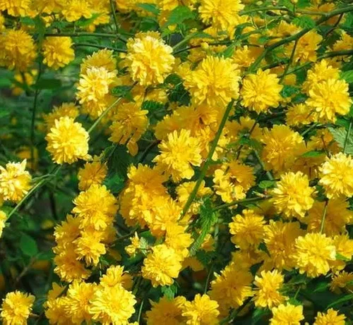 Керрія Японська жовта «Variegata»