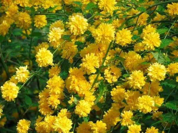 Керрія Японська жовта «Variegata»