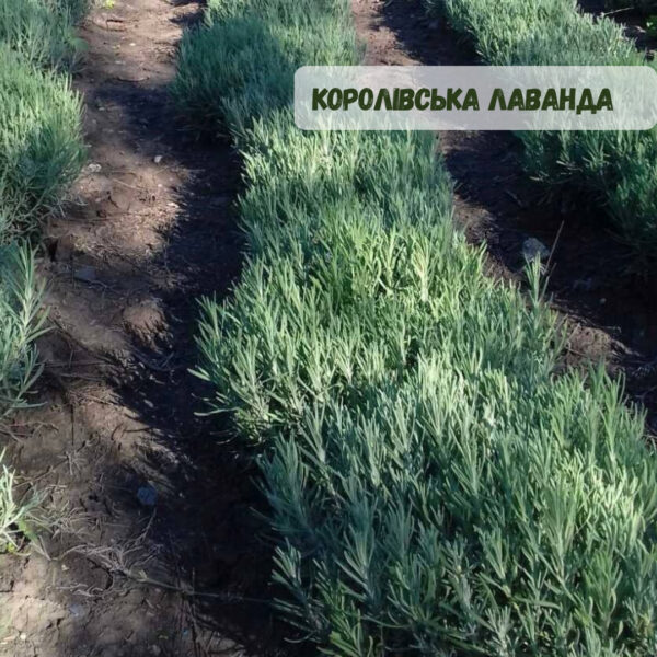 Лаванда «Королівська»