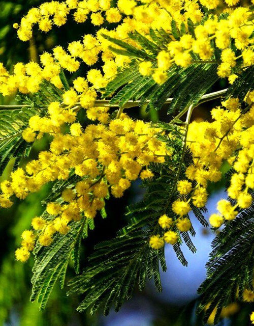 Мімоза (Acacia Dealbata)