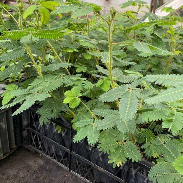 Мімоза (Acacia Dealbata)