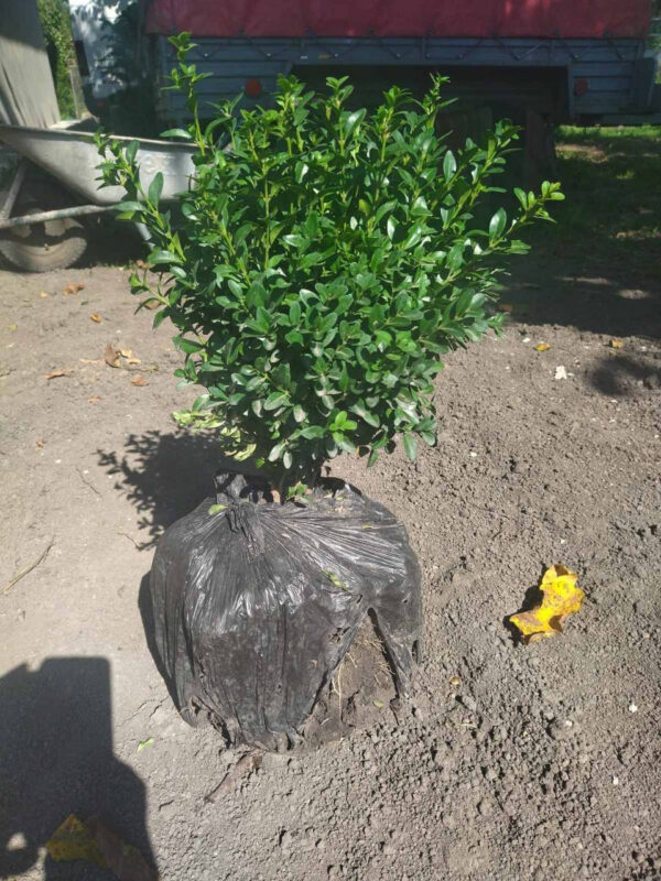 Самшит (30-40 см)