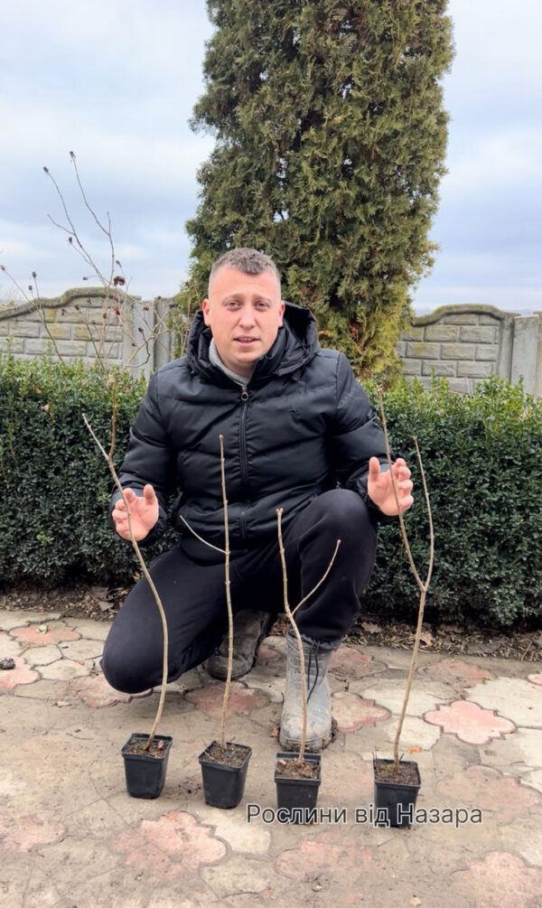 Набір: 4 сорти бузку