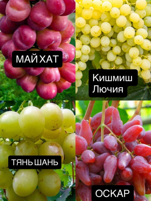 Набір: виноград (2 білих + 2 рожевих)