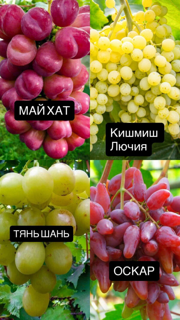 Набір: виноград (2 білих + 2 рожевих)