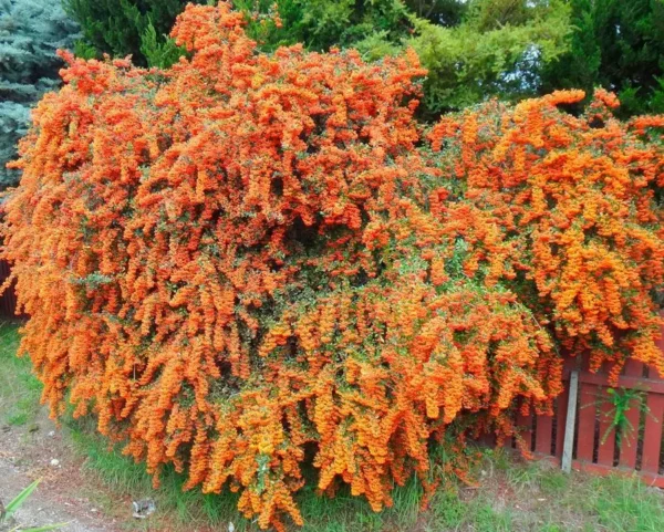 Піраканта «Orange Glow»