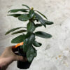 Рододендрон гібридний «Gartendirektor Rieger»
