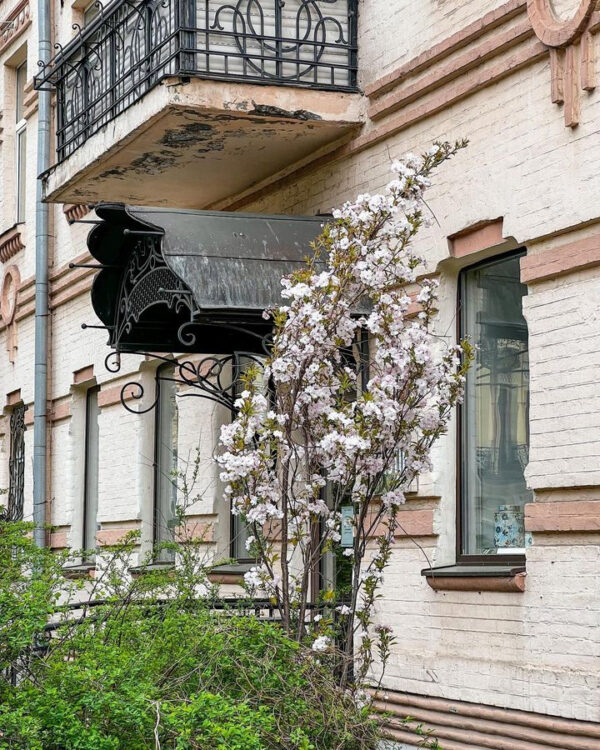 Сакура «Роял Бургунді»