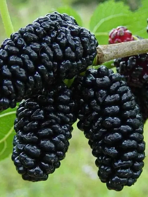 Шовковиця «Шеллі» (чорна)