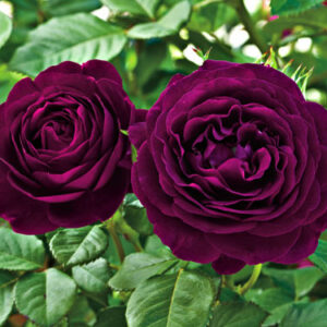 Штамбова троянда «Grandiflora»