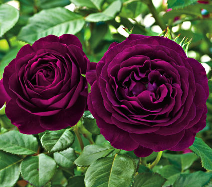 Штамбова троянда «Grandiflora»