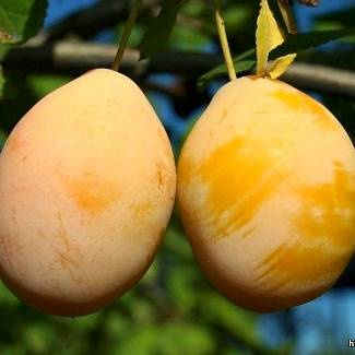 Слива «Кохана з Млієва» жовта, ранній сорт (саджанці дворічні)