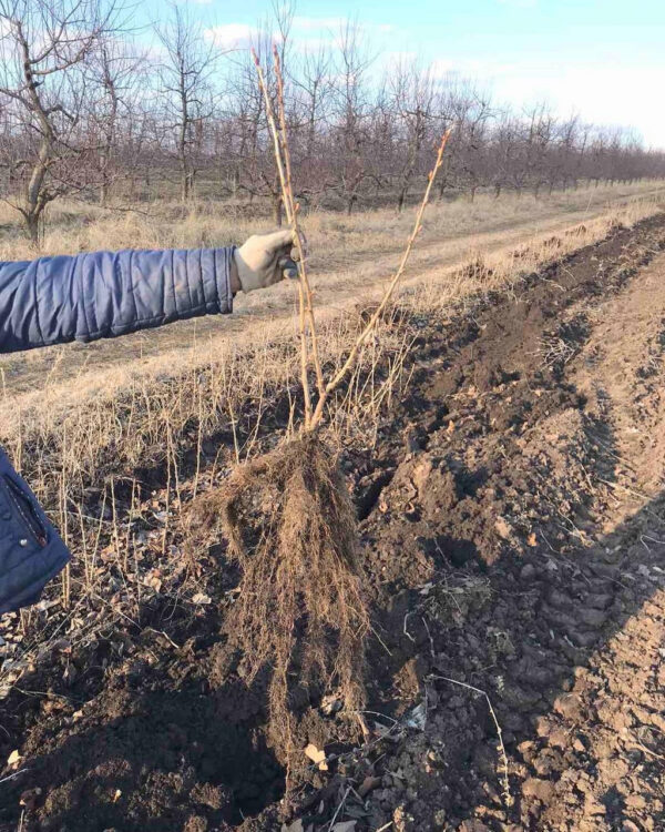 Смородина «Краса Львова»