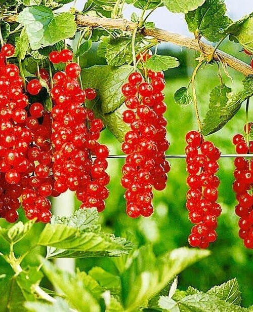 Смородина «Цукрова» (порічка червона, ранній сорт)