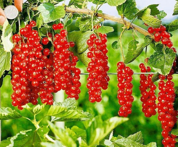 Смородина «Цукрова» (порічка червона, ранній сорт)