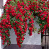 Троянда «Фламентанц» плетиста