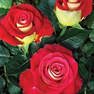Троянда «Френдшип» (Friendship)