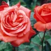 Троянда «Леді Роуз» (LADY ROSE)