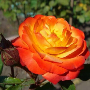 Троянда «Сонечко» (Sun)