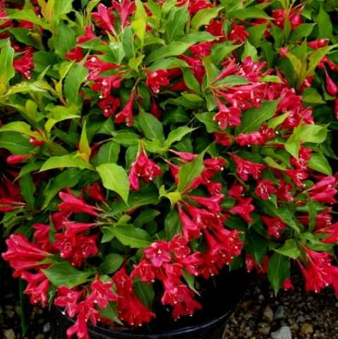 Вейгела червона, саджанці дворічні