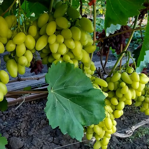 Виноград «Бананас» сорт ранній