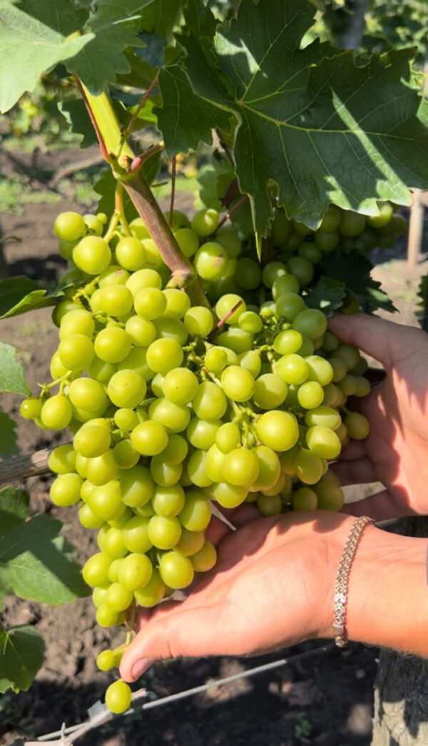 Виноград «Мускат Італія»