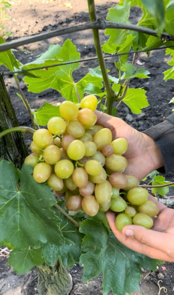Виноград «Софія»