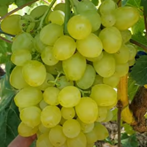 Виноград «Цимус» (Ранній сорт кишмиш)