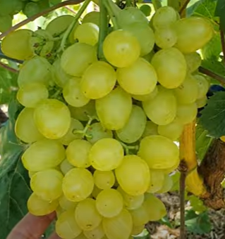 Виноград «Цимус» (Ранній сорт кишмиш)