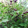 Вишня «Шоколадниця»