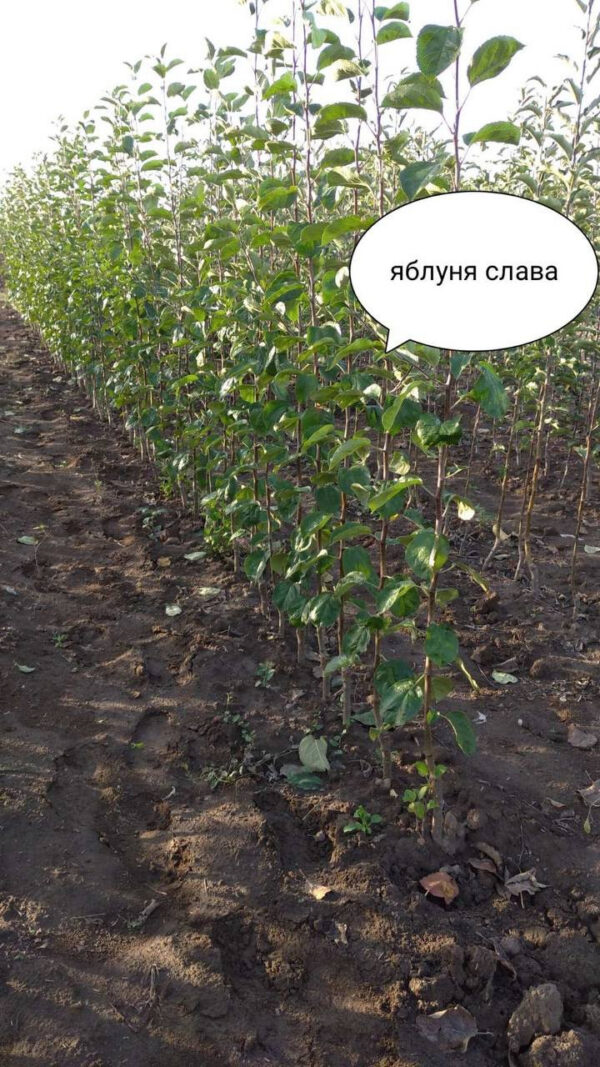 Яблуня «Слава Переможцям» (осінній сорт, ранній термін дозрівання) саджанці дворічні